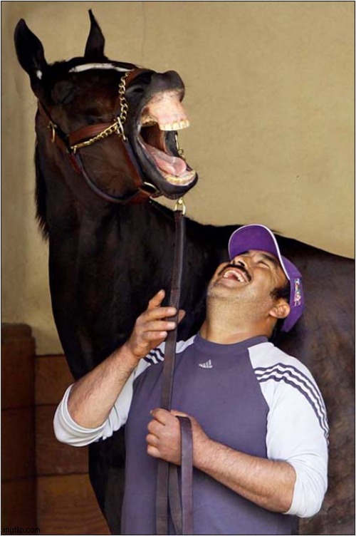 I Wonder What The Joke Was ? | image tagged in horses,laughing,joke | made w/ Imgflip meme maker