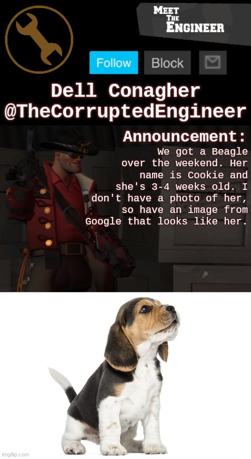 We got a Beagle over the weekend. Her name is Cookie and she's 3-4 weeks old. I don't have a photo of her, so have an image from Google that looks like her. | image tagged in corrupt's engineer announcement template | made w/ Imgflip meme maker