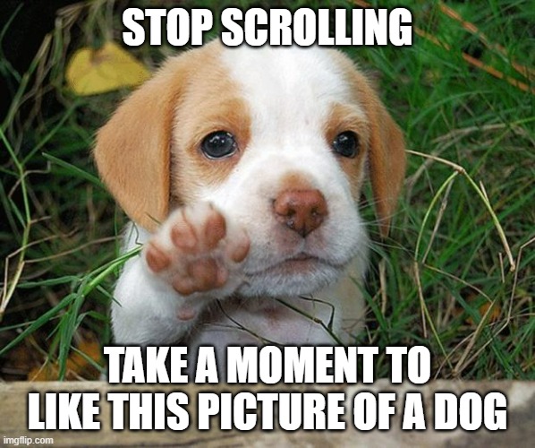 dog puppy bye | STOP SCROLLING; TAKE A MOMENT TO LIKE THIS PICTURE OF A DOG | image tagged in dog puppy bye | made w/ Imgflip meme maker