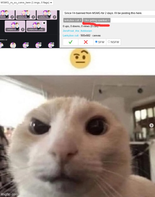 image tagged in raised eyebrow cat | made w/ Imgflip meme maker