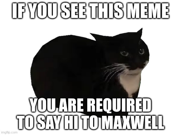 maxwell the cat | IF YOU SEE THIS MEME; YOU ARE REQUIRED TO SAY HI TO MAXWELL | image tagged in maxwell the cat,wat | made w/ Imgflip meme maker