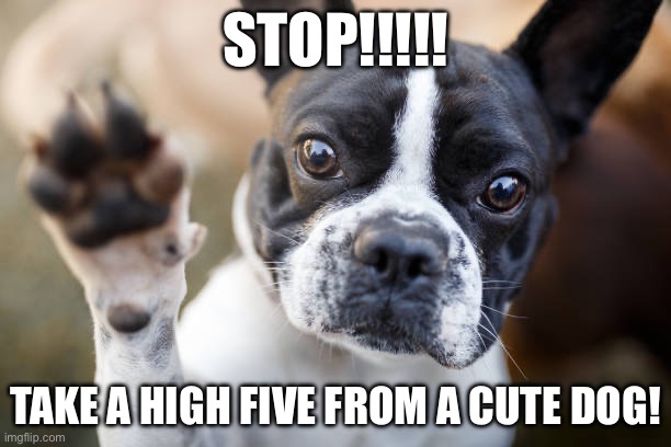 You are better than you know. | STOP!!!!! TAKE A HIGH FIVE FROM A CUTE DOG! | image tagged in cute,awsome,dog | made w/ Imgflip meme maker