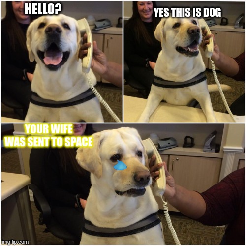 Dog on phone | HELLO? YES THIS IS DOG; YOUR WIFE WAS SENT TO SPACE | image tagged in dog on phone | made w/ Imgflip meme maker