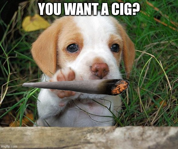 dog puppy bye | YOU WANT A CIG? | image tagged in dog puppy bye | made w/ Imgflip meme maker