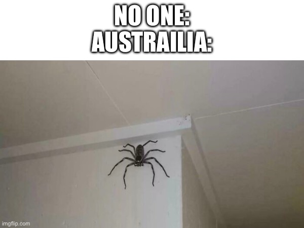 This is a real spider | NO ONE:
AUSTRAILIA: | image tagged in spider | made w/ Imgflip meme maker