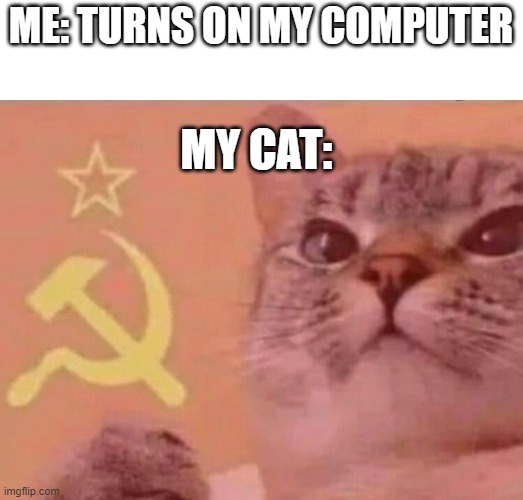 Communist cat | ME: TURNS ON MY COMPUTER; MY CAT: | image tagged in communist cat | made w/ Imgflip meme maker