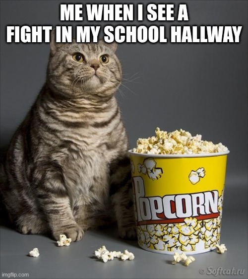 Why didn't i think of this | ME WHEN I SEE A FIGHT IN MY SCHOOL HALLWAY | image tagged in cat eating popcorn | made w/ Imgflip meme maker
