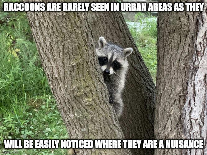 Raccoon on a Tree | RACCOONS ARE RARELY SEEN IN URBAN AREAS AS THEY; WILL BE EASILY NOTICED WHERE THEY ARE A NUISANCE | image tagged in raccoon,memes | made w/ Imgflip meme maker