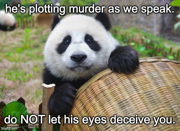 he's plotting murder as we speak. do NOT let his eyes deceive you. | made w/ Imgflip meme maker