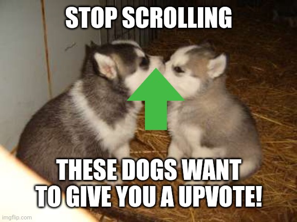 Cute Puppies Meme | STOP SCROLLING THESE DOGS WANT TO GIVE YOU A UPVOTE! | image tagged in memes,cute puppies | made w/ Imgflip meme maker