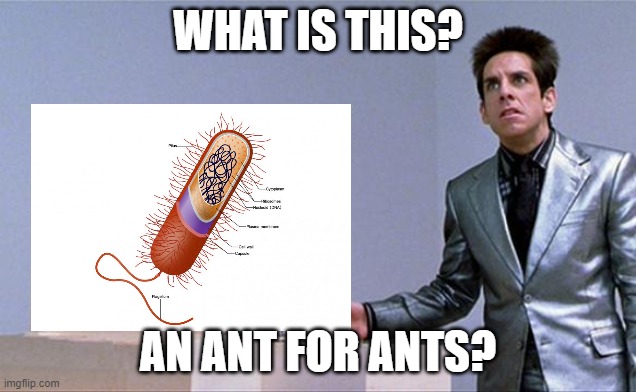 Ants? | WHAT IS THIS? AN ANT FOR ANTS? | made w/ Imgflip meme maker