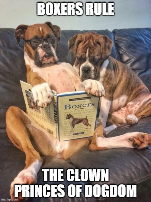 Boxers Rule II | BOXERS RULE; THE CLOWN PRINCES OF DOGDOM | image tagged in boxers rule ii | made w/ Imgflip meme maker