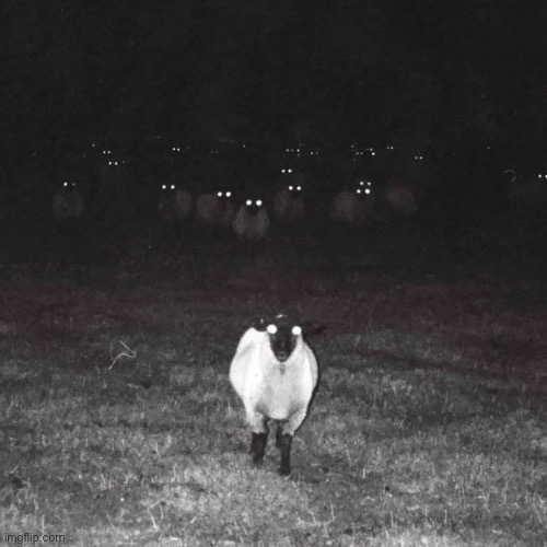 The fog is coming | image tagged in the fog is coming,sheep,cursed image,cursed | made w/ Imgflip meme maker