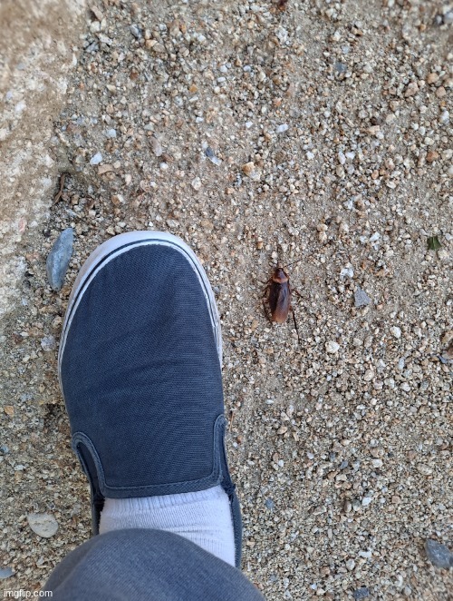 big ass roach (my shoe for comparison) | made w/ Imgflip meme maker