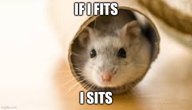 If I fits I sits | IF I FITS; I SITS | image tagged in hampter,if i fits i sits,funny memes,relatable | made w/ Imgflip meme maker