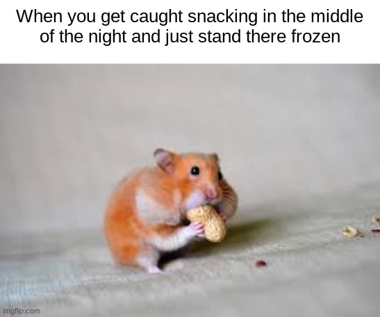 true true | When you get caught snacking in the middle
of the night and just stand there frozen | image tagged in memes,relatable,apparent | made w/ Imgflip meme maker