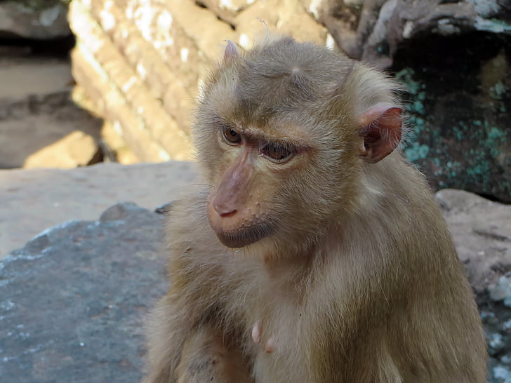 High Quality Macaque Blank Meme Template