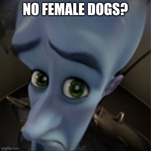 Family friendly | NO FEMALE DOGS? | image tagged in megamind peeking | made w/ Imgflip meme maker