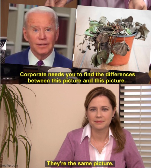Seriously, which one is more intelligent?  Biden or the wilted, potted plant? | image tagged in memes,dementia joe,biden,joe biden,biden is a potted plant | made w/ Imgflip meme maker