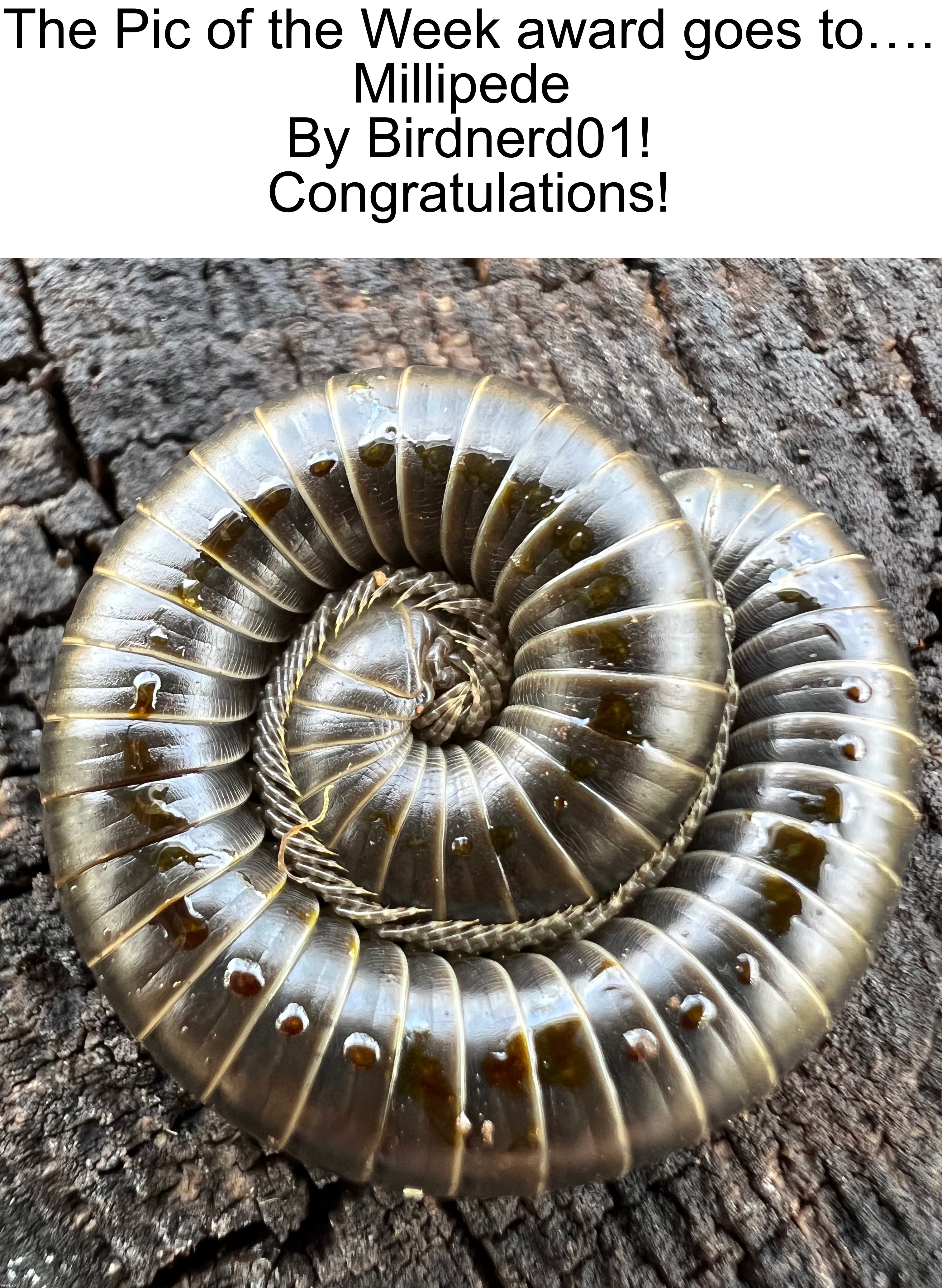 Millipede by @Birdnerd01 https://imgflip.com/i/7hftbr | The Pic of the Week award goes to….
Millipede 
By Birdnerd01!
Congratulations! | image tagged in share your own photos | made w/ Imgflip meme maker