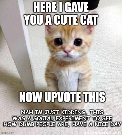 Cute Cat | HERE I GAVE YOU A CUTE CAT; NOW UPVOTE THIS; NAH IM JUST KIDDING, THIS WAS A SOCIAL EXPERIMENT TO SEE HOW DUMB PEOPLE ARE, HAVE A NICE DAY | image tagged in memes,cute cat,funny,experiment,stop reading the tags,why are you reading this | made w/ Imgflip meme maker