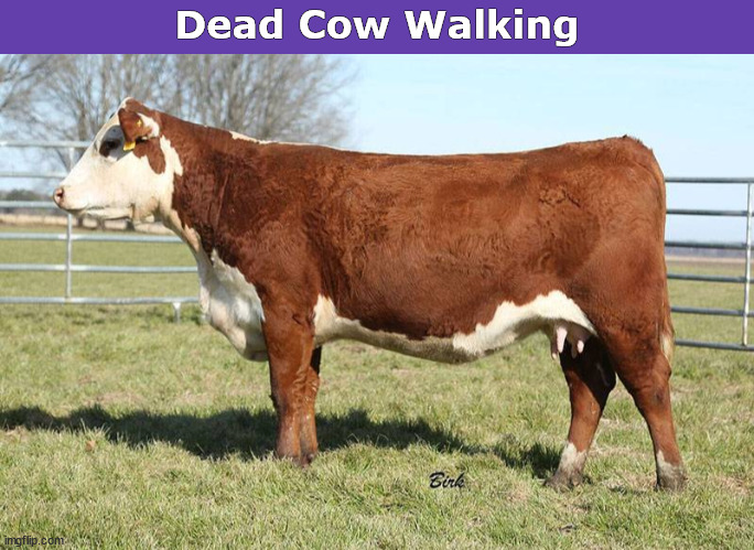 Dead Cow Walking | image tagged in cow,beef,slaughter,dead man walking,cows,memes | made w/ Imgflip meme maker