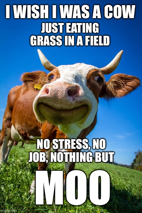 Just Moo | I WISH I WAS A COW; JUST EATING GRASS IN A FIELD; NO STRESS, NO JOB, NOTHING BUT; MOO | image tagged in cow | made w/ Imgflip meme maker