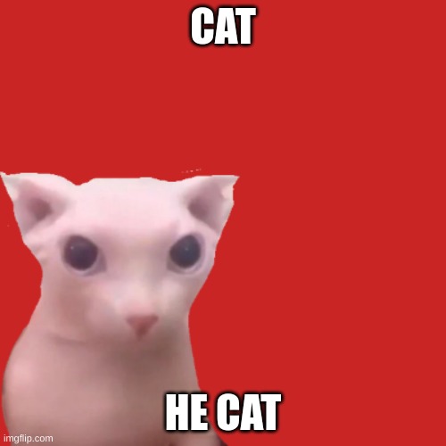 meow | CAT; HE CAT | image tagged in bingus | made w/ Imgflip meme maker