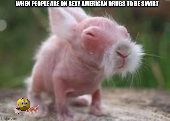 Wise Wombat | WHEN PEOPLE ARE ON SEXY AMERICAN DRUGS TO BE SMART | image tagged in wise wombat | made w/ Imgflip meme maker