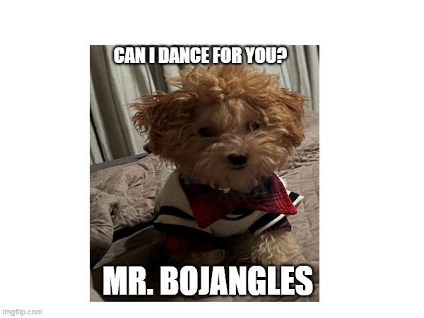 Mr Bojangles | CAN I DANCE FOR YOU? MR. BOJANGLES | image tagged in funny | made w/ Imgflip meme maker