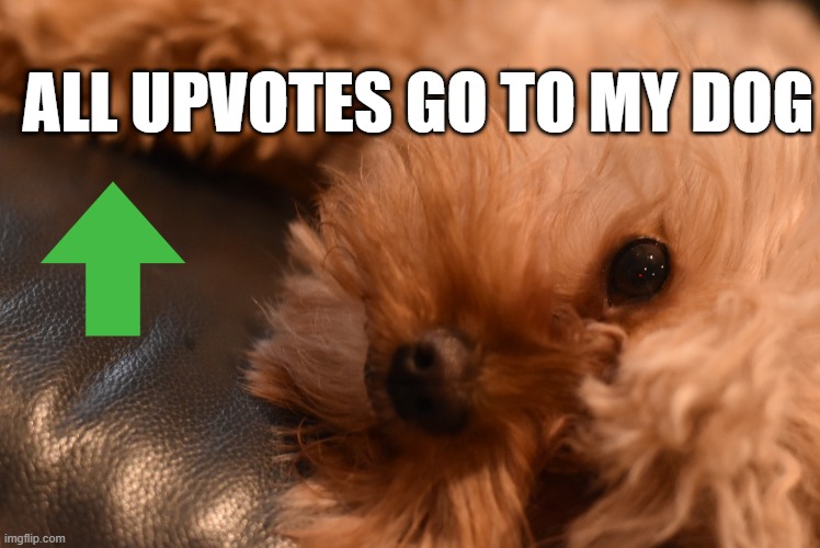 My Dog | ALL UPVOTES GO TO MY DOG | image tagged in dog,upvotes,upvote begging,memes | made w/ Imgflip meme maker