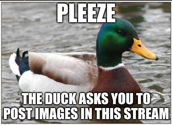 wat do u do | PLEEZE; THE DUCK ASKS YOU TO POST IMAGES IN THIS STREAM | image tagged in memes,actual advice mallard | made w/ Imgflip meme maker
