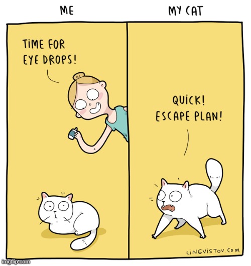 A Cat Lady's Way Of Thinking | image tagged in memes,comics/cartoons,cat lady,medicine,cats,escape | made w/ Imgflip meme maker