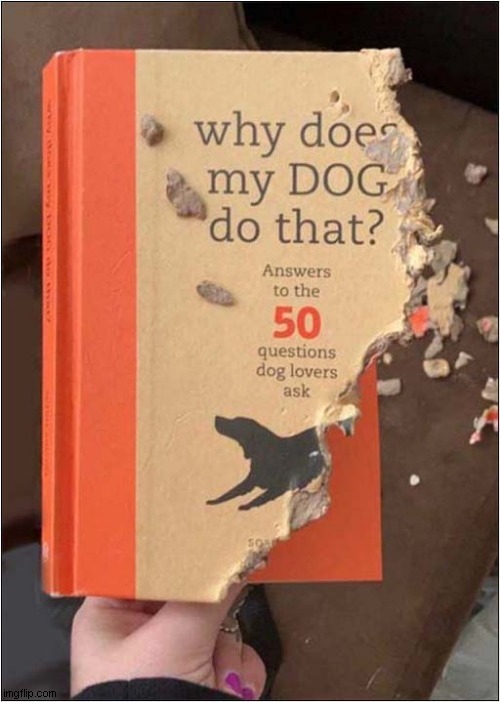 And Now We'll Never Know ! | image tagged in dogs,why,book,destruction | made w/ Imgflip meme maker
