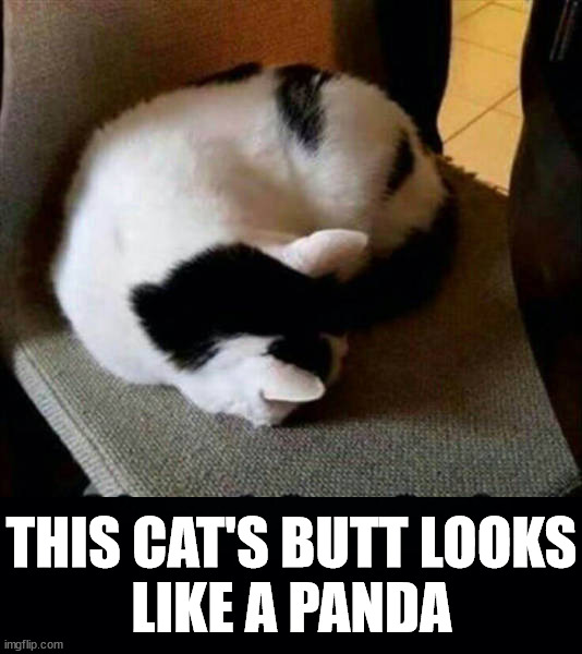 Looks like | THIS CAT'S BUTT LOOKS
LIKE A PANDA | image tagged in totally looks like,cats | made w/ Imgflip meme maker