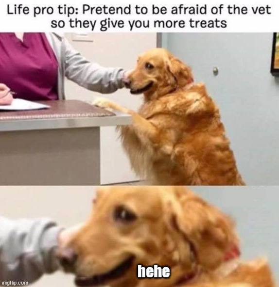 hehe | image tagged in dogs | made w/ Imgflip meme maker