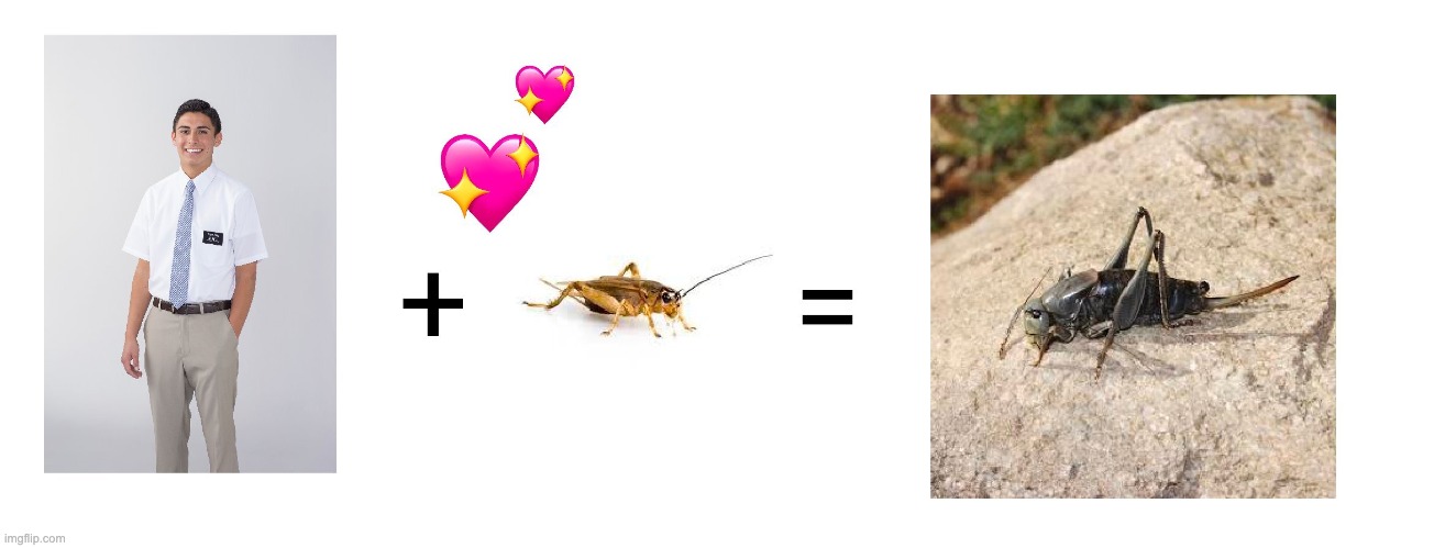 Mormon Crickets | image tagged in biology,crickets,mormons | made w/ Imgflip meme maker