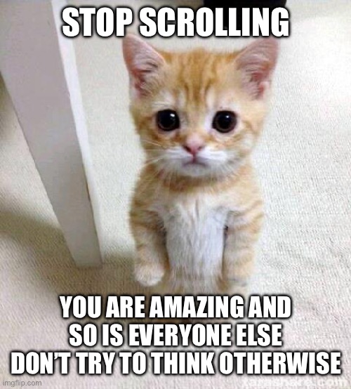 You are great | STOP SCROLLING; YOU ARE AMAZING AND SO IS EVERYONE ELSE DON’T TRY TO THINK OTHERWISE | image tagged in memes,cute cat | made w/ Imgflip meme maker