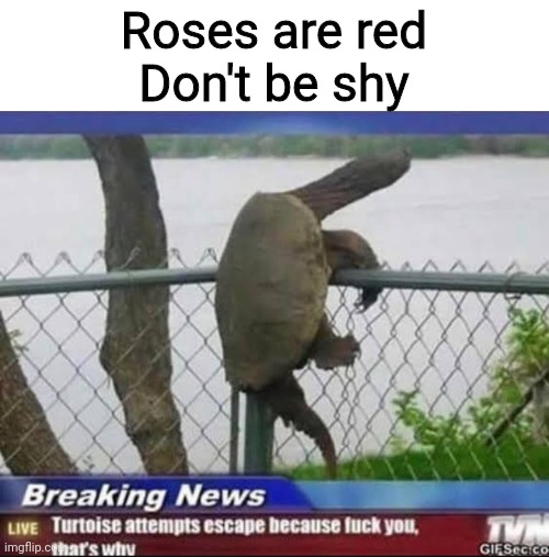 Bruh | Roses are red
Don't be shy | image tagged in memes,funny memes,lol,funny | made w/ Imgflip meme maker