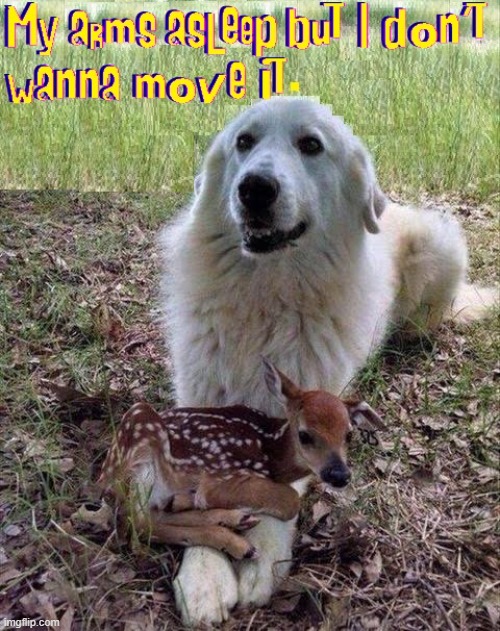 Aww... Moment | image tagged in vince vance,dogs,deer,baby deer,baby animal memes,kindness | made w/ Imgflip meme maker