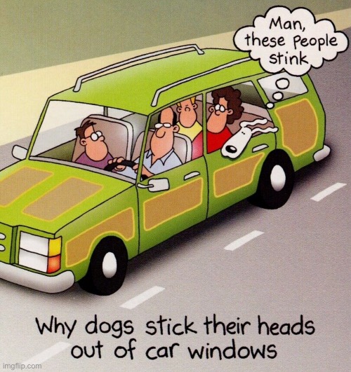 These people stink | image tagged in they stink,dog put head out window,dog in car | made w/ Imgflip meme maker