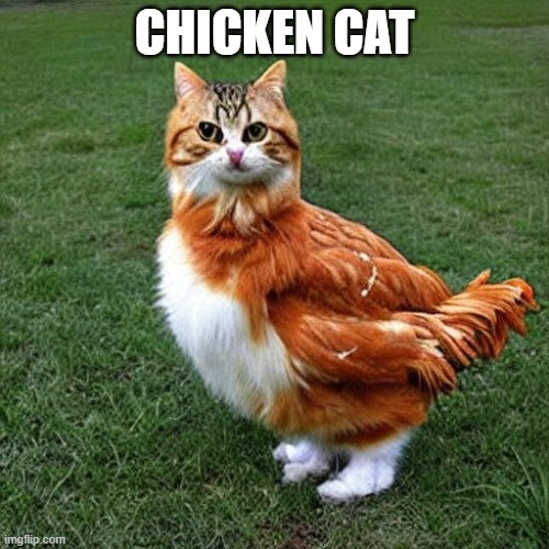 CHICKEN CAT | image tagged in bad pun,memes,funny | made w/ Imgflip meme maker