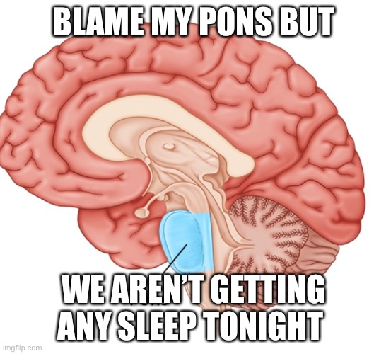 Pons meme - Madeline Young | BLAME MY PONS BUT; WE AREN’T GETTING ANY SLEEP TONIGHT | made w/ Imgflip meme maker