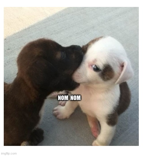NOM  NOM | image tagged in funny,dog,dogs,puppy,meme,why are you reading the tags | made w/ Imgflip meme maker