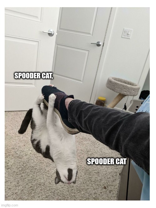 SPOODER CAT, SPOODER CAT | image tagged in spooderman,cat,meme,you have been eternally cursed for reading the tags | made w/ Imgflip meme maker