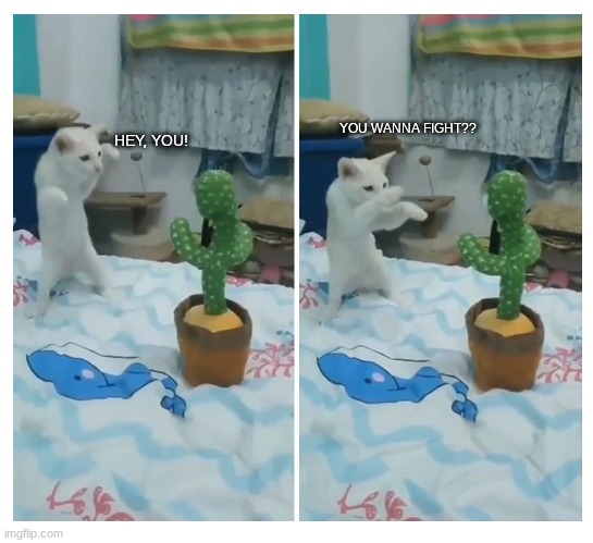 YOU WANNA FIGHT?? HEY, YOU! | image tagged in funny,cat,cactus,fight,meme,why are you reading the tags | made w/ Imgflip meme maker