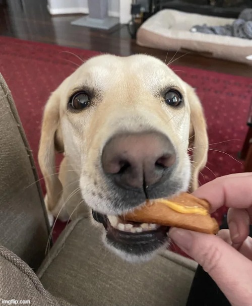 She’s a fan of grilled cheese. | image tagged in aww | made w/ Imgflip meme maker