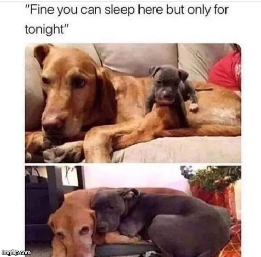 image tagged in wholesome | made w/ Imgflip meme maker