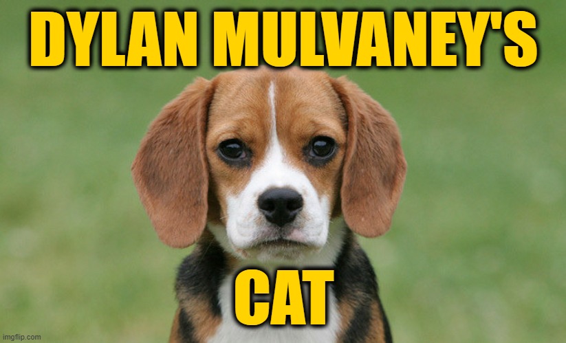Imagination | DYLAN MULVANEY'S; CAT | image tagged in dylan mulvaney,transgender | made w/ Imgflip meme maker