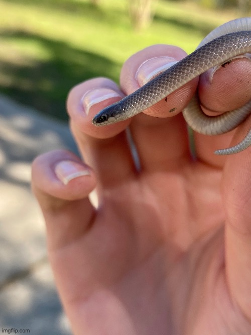 A smooth earth snake | image tagged in snek,snake,cute,nature | made w/ Imgflip meme maker
